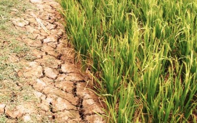 Cách phát hiện nước mặn và phương pháp xử lý