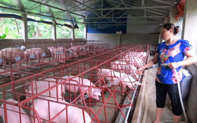 Cách chăn nuôi lợn hiệu quả thông qua việc sử dụng nguồn nước thích hợp