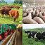 Vật nuôi phát triển tốt nhờ sử dụng hệ thống lọc tổng trong chăn nuôi.