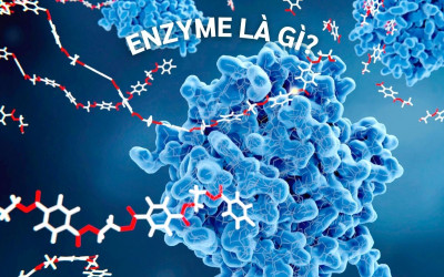 Enzyme là gì? Những thông tin bạn cần biết về Enzyme trong cơ thể