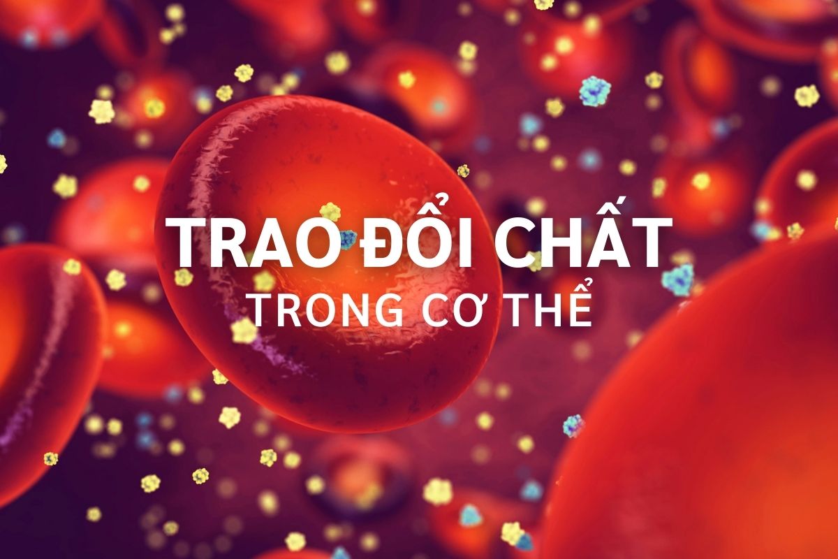trao-doi-chat-trong-co-the-1.jpg
