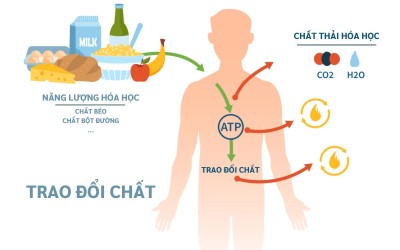 Những phương pháp tăng cường trao đổi chất trong cơ thể hiệu quả