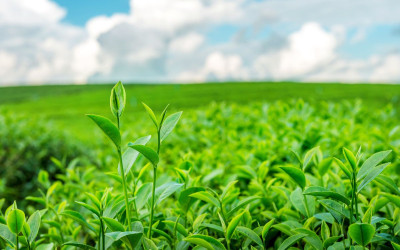 Chất chống oxy hóa trong trà xanh và những công dụng tuyệt vời